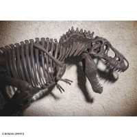 imaginary_skeleton-tyrannosaurus-9